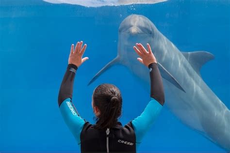 lutron marine palma mallorca|Dolphinarium .